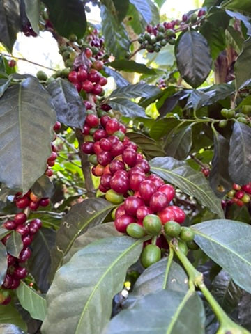 BELLA VISTA - GUATEMALA