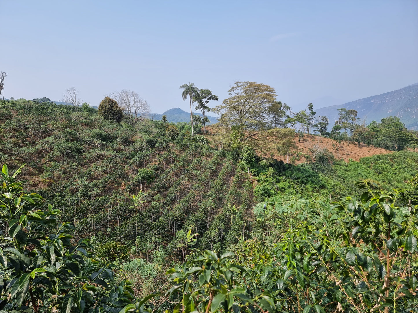 Café du Pérou Ferme de café