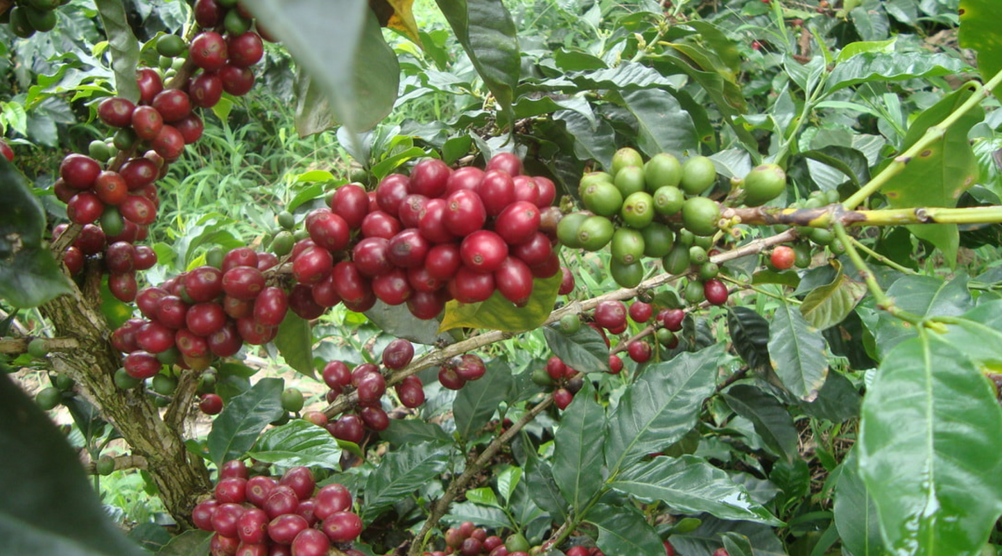 LOS NOGALES - LOW CAF CATURRA