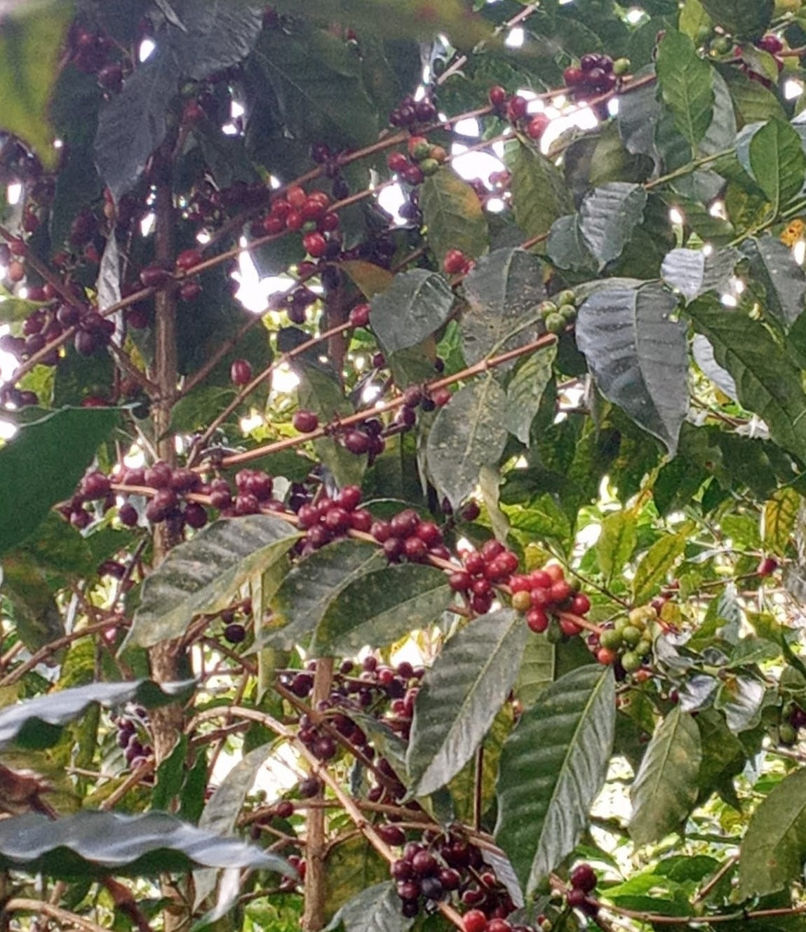 LA LUCUMA - PÉROU - NATURE