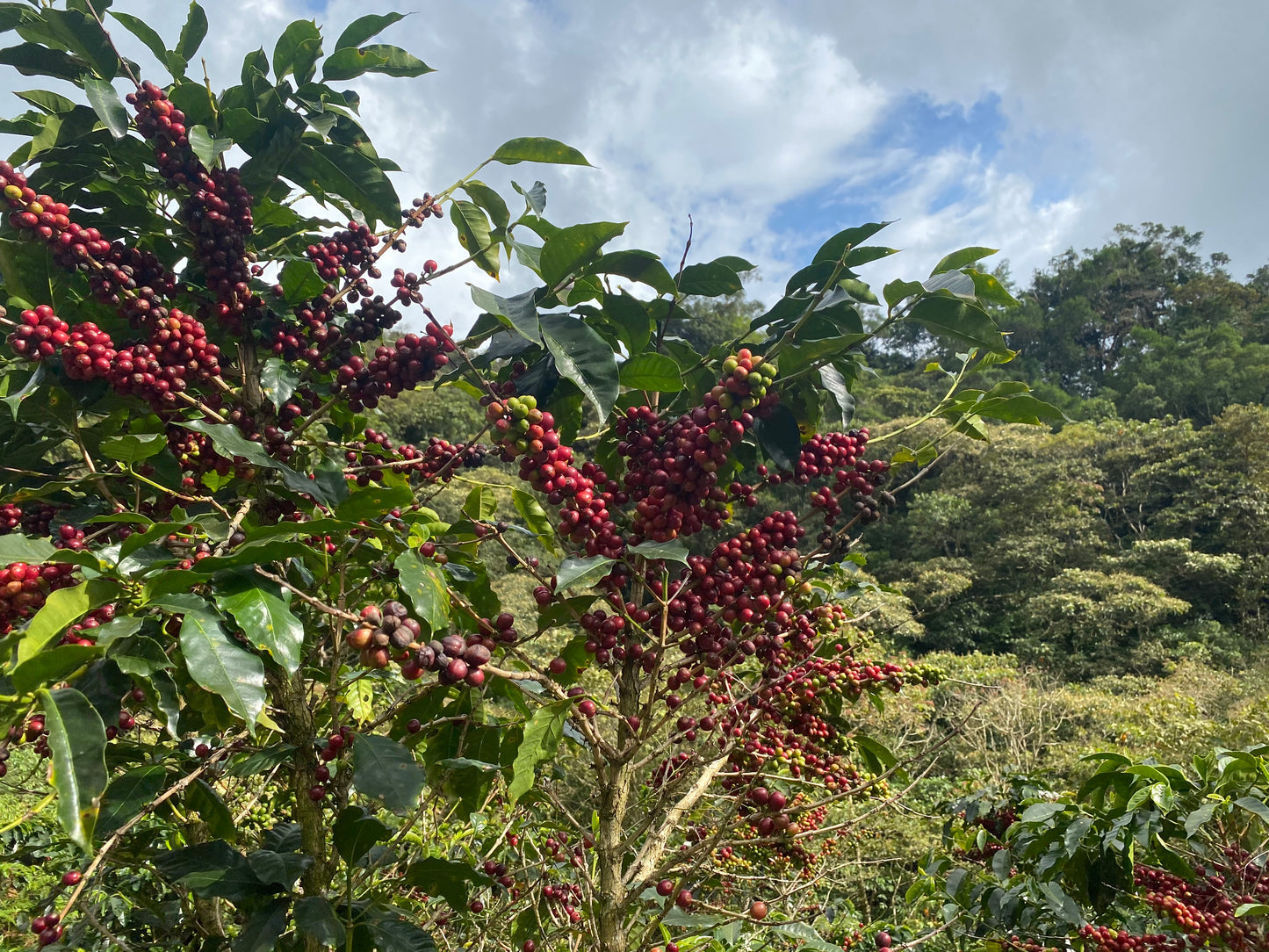 Café décaféiné plantation Colombie