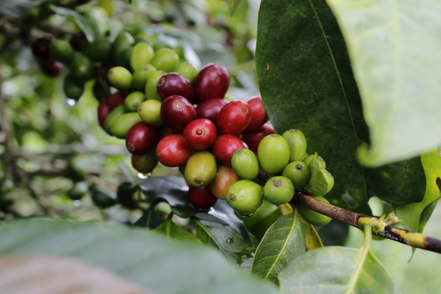 EL VERGEL - JAVA - COLOMBIE