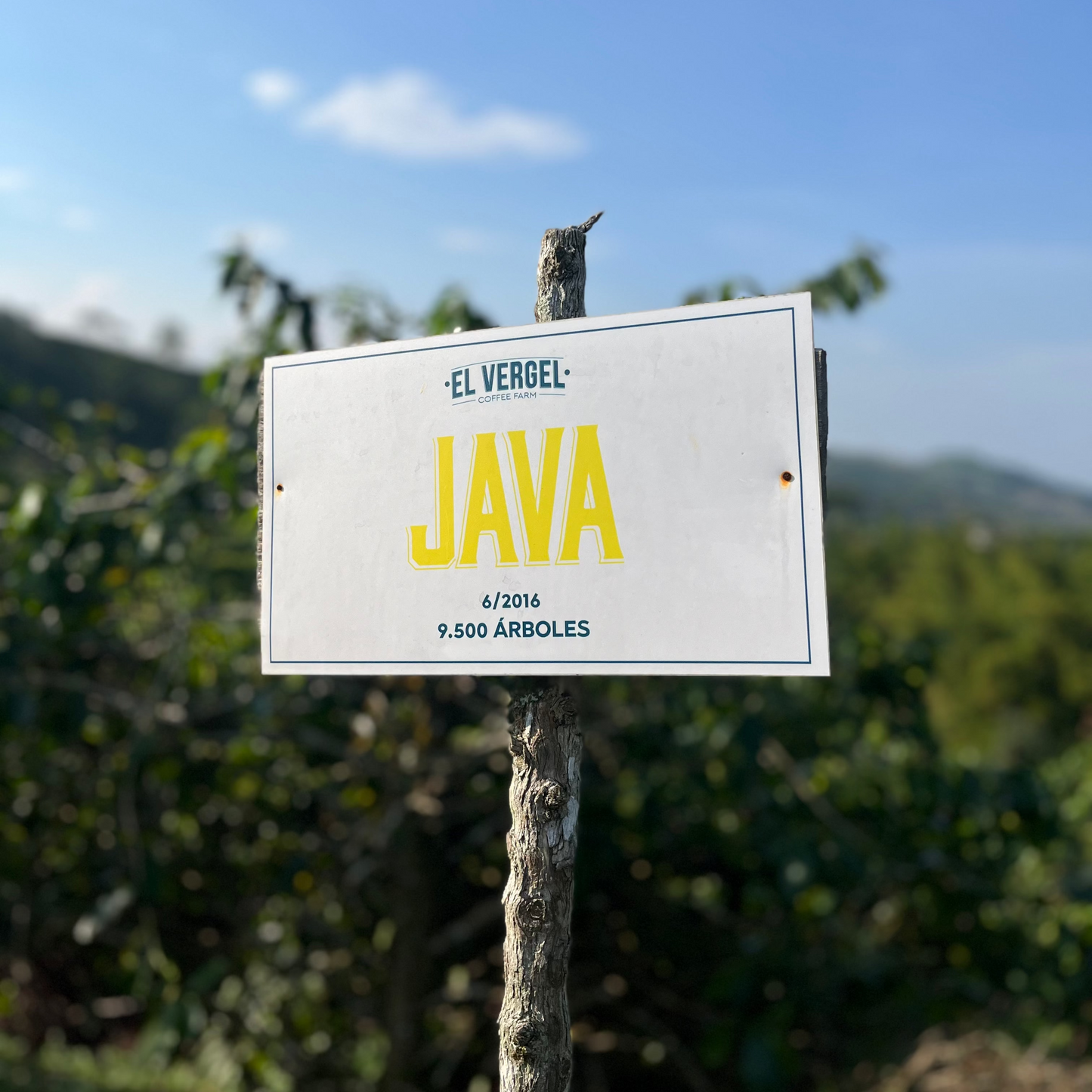 EL VERGEL - JAVA - COLOMBIE