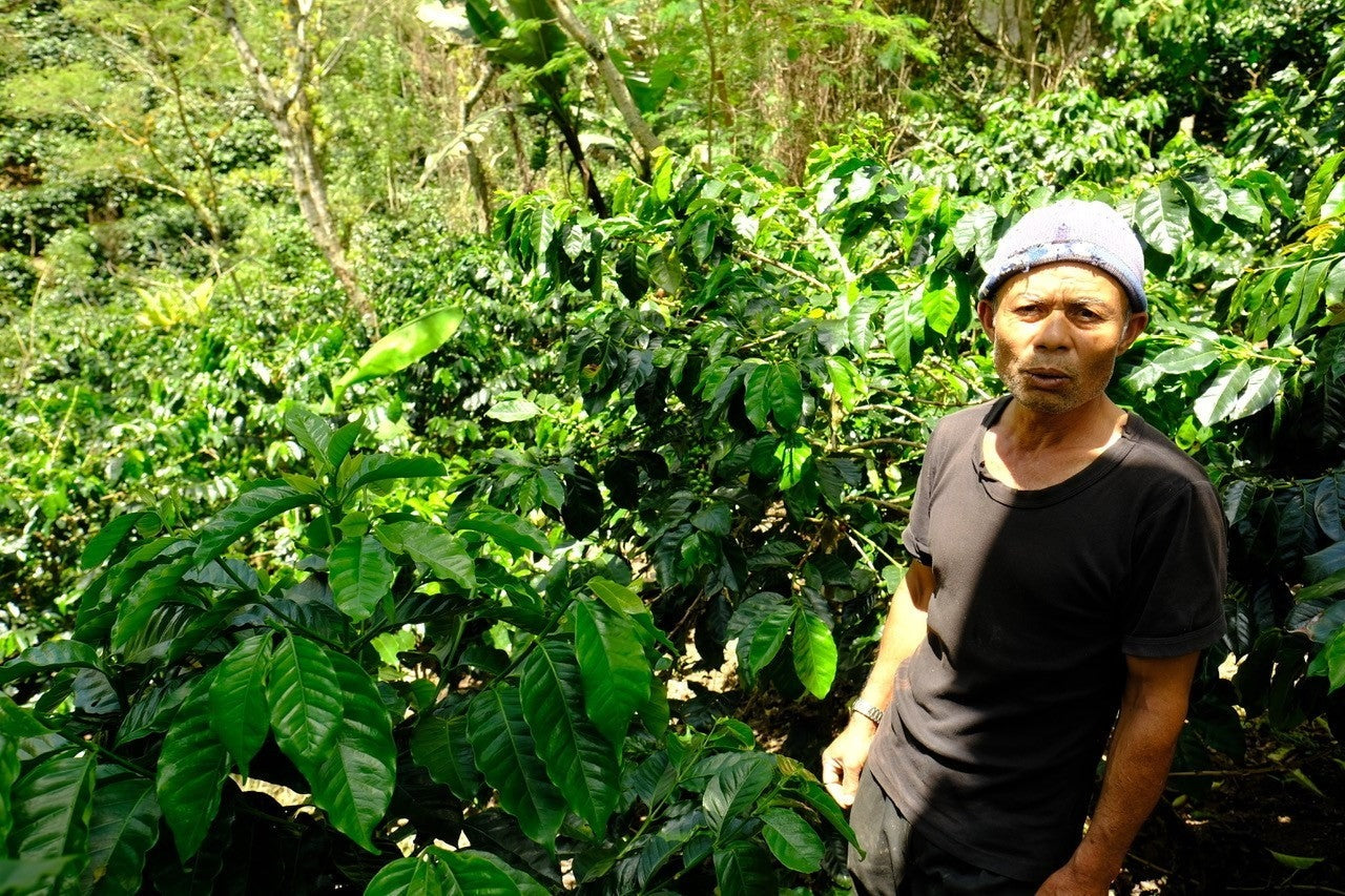 JINGLE BEANS - CAFÉ DE NOËL - INDONÉSIE