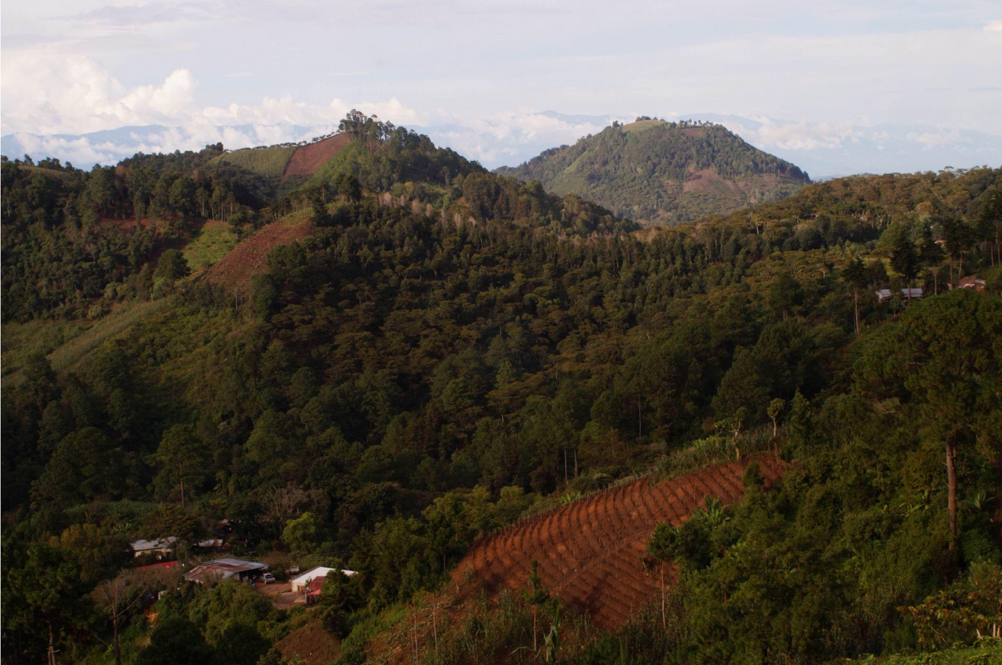 LAS MORITAS - PACAMARA - GUATEMALA