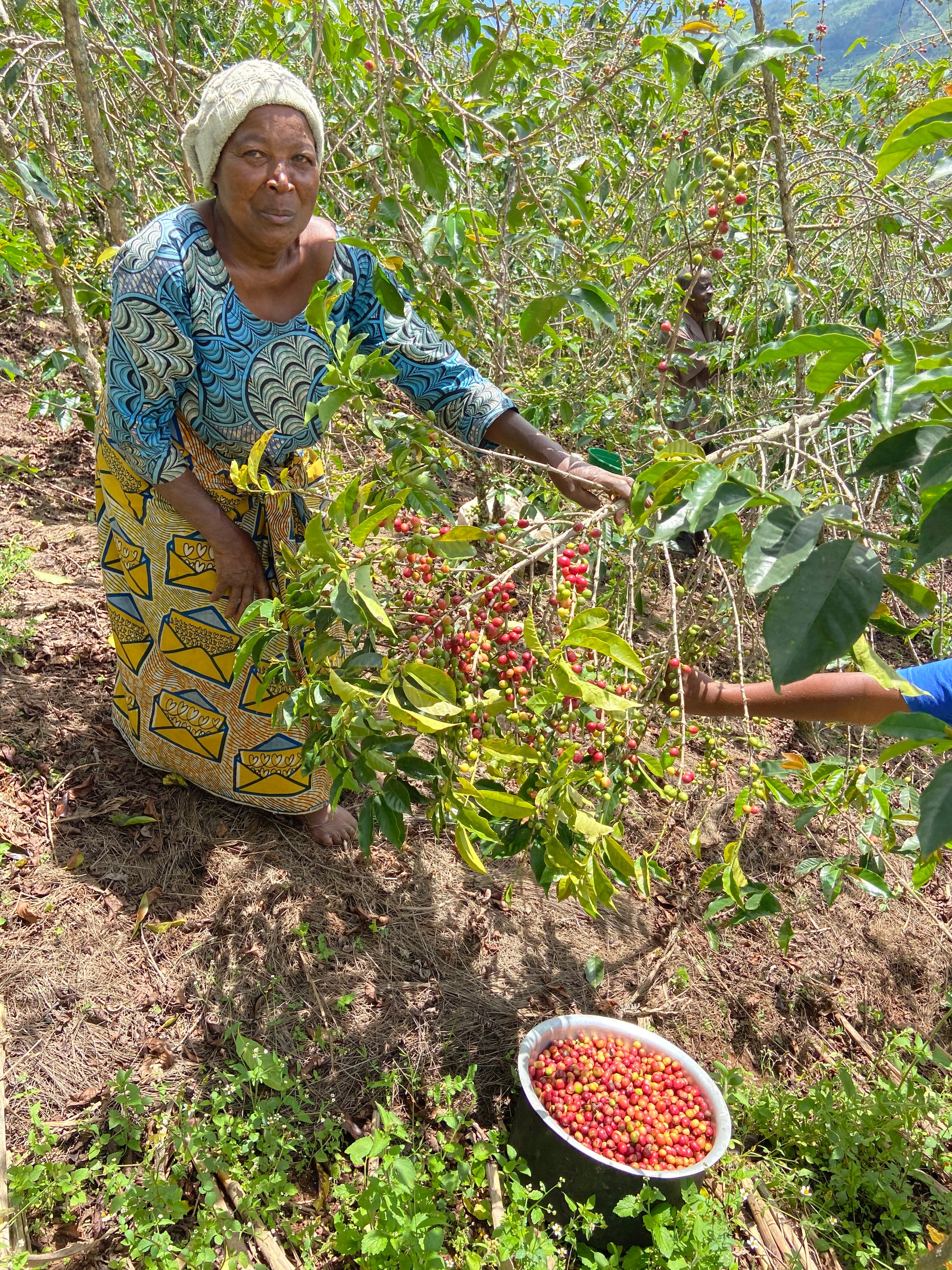 Arbre café Rwanda 