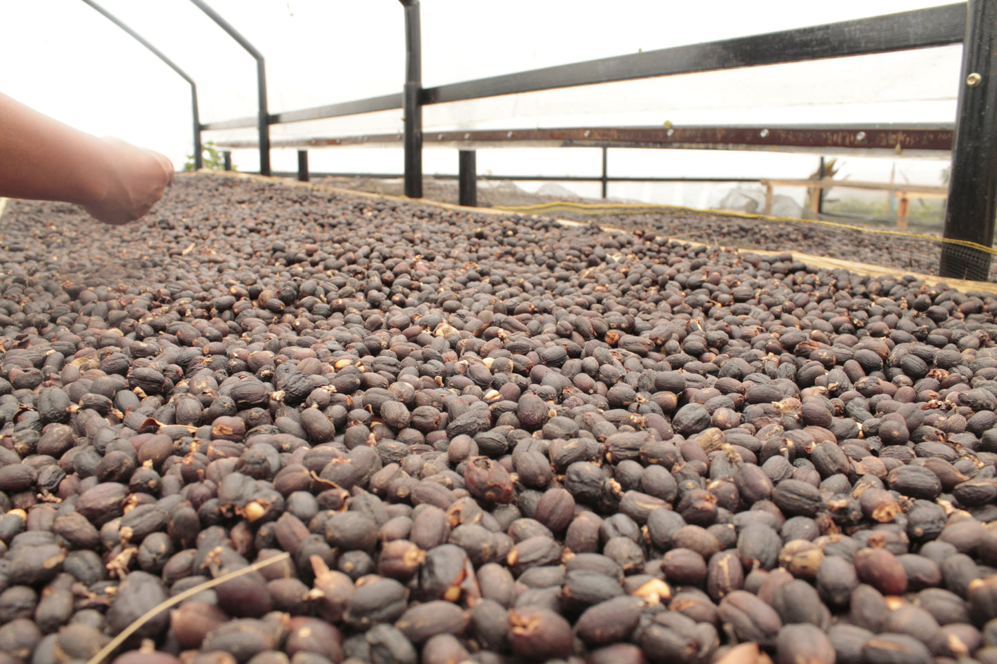 JINGLE BEANS - CAFÉ DE NOËL - INDONÉSIE