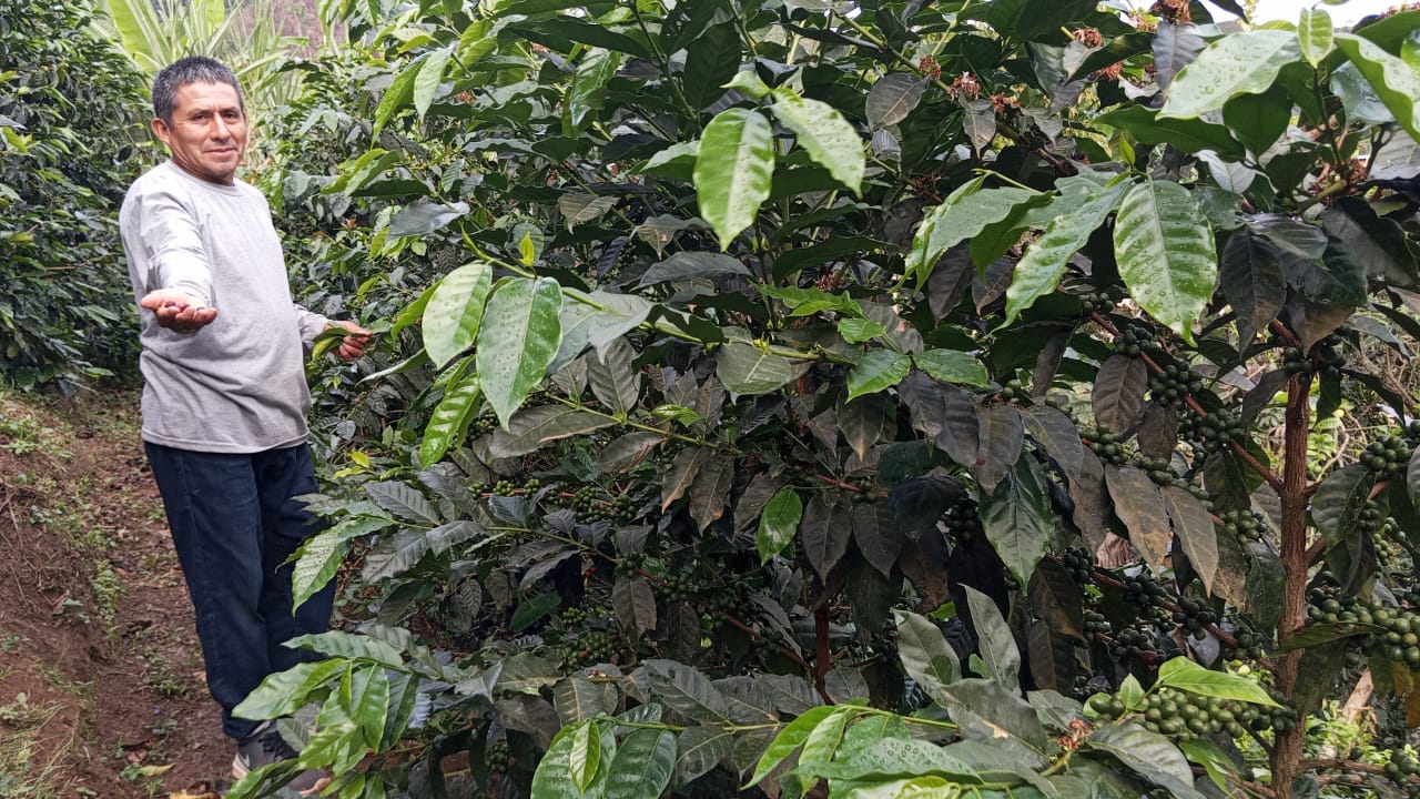 LA LUCUMA - PÉROU - LAVÉ