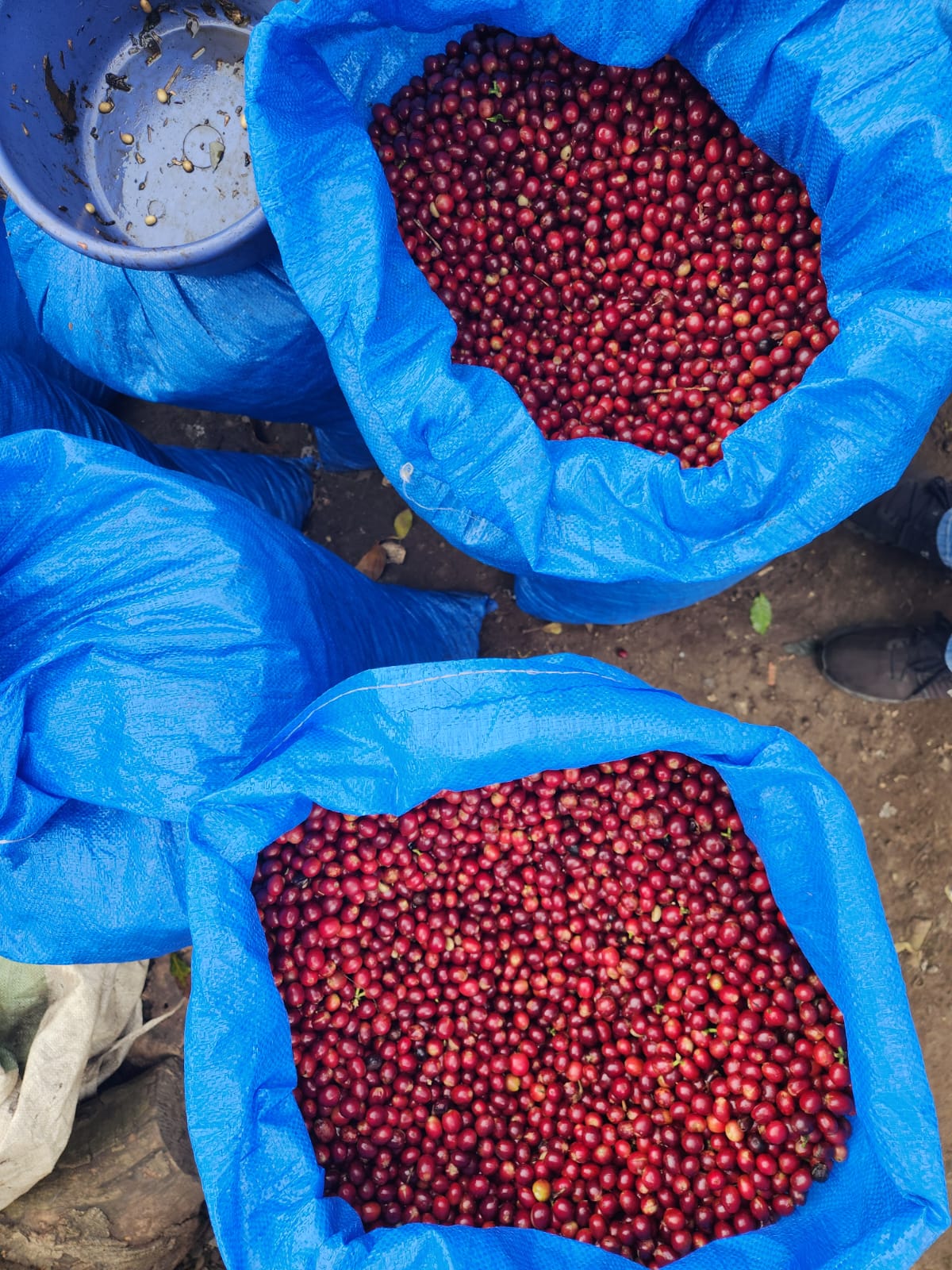 EL GOBIADO - ANAÉROBIE NATURE - SALVADOR