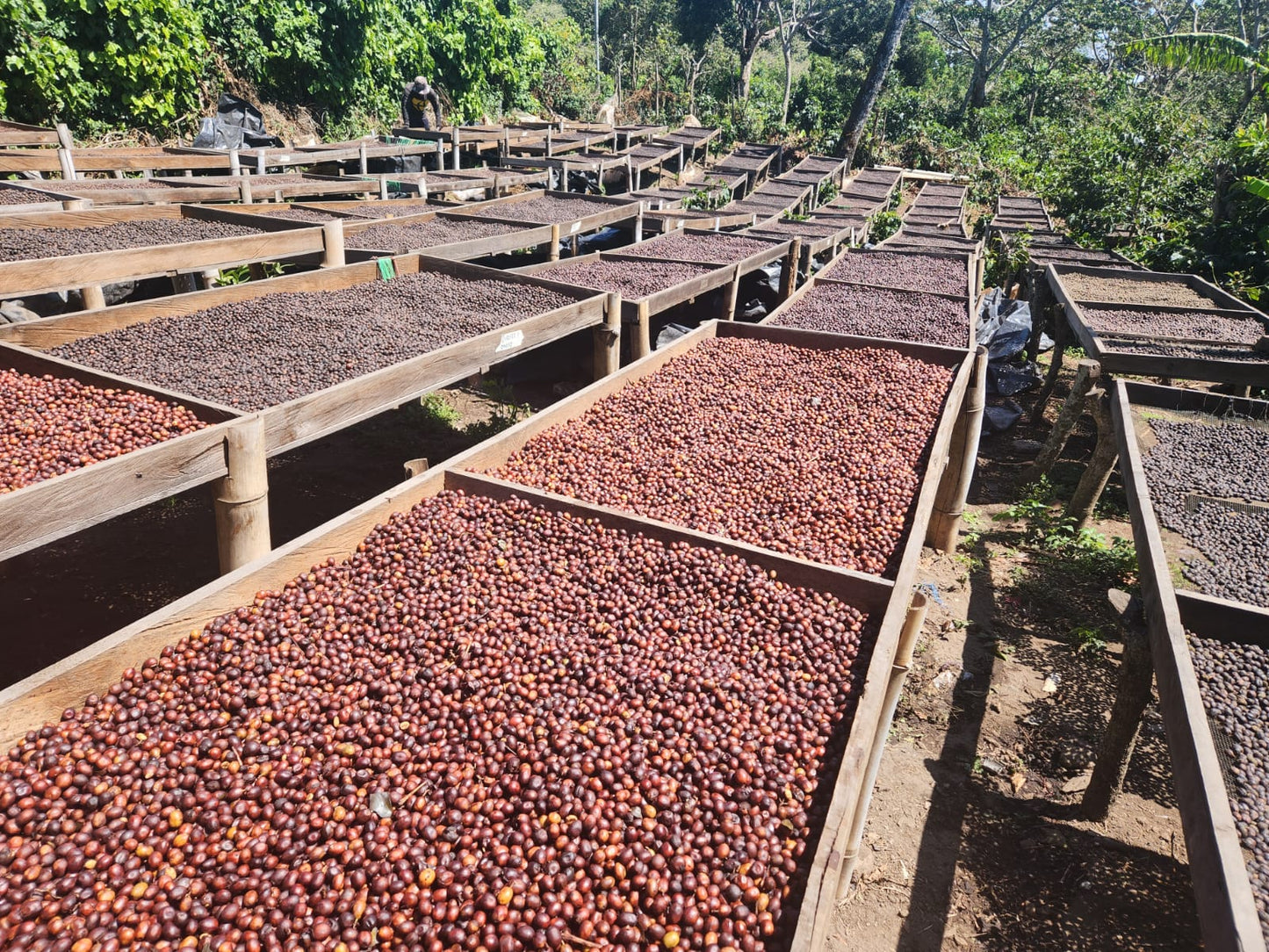 EL GOBIADO - ANAÉROBIE NATURE - SALVADOR