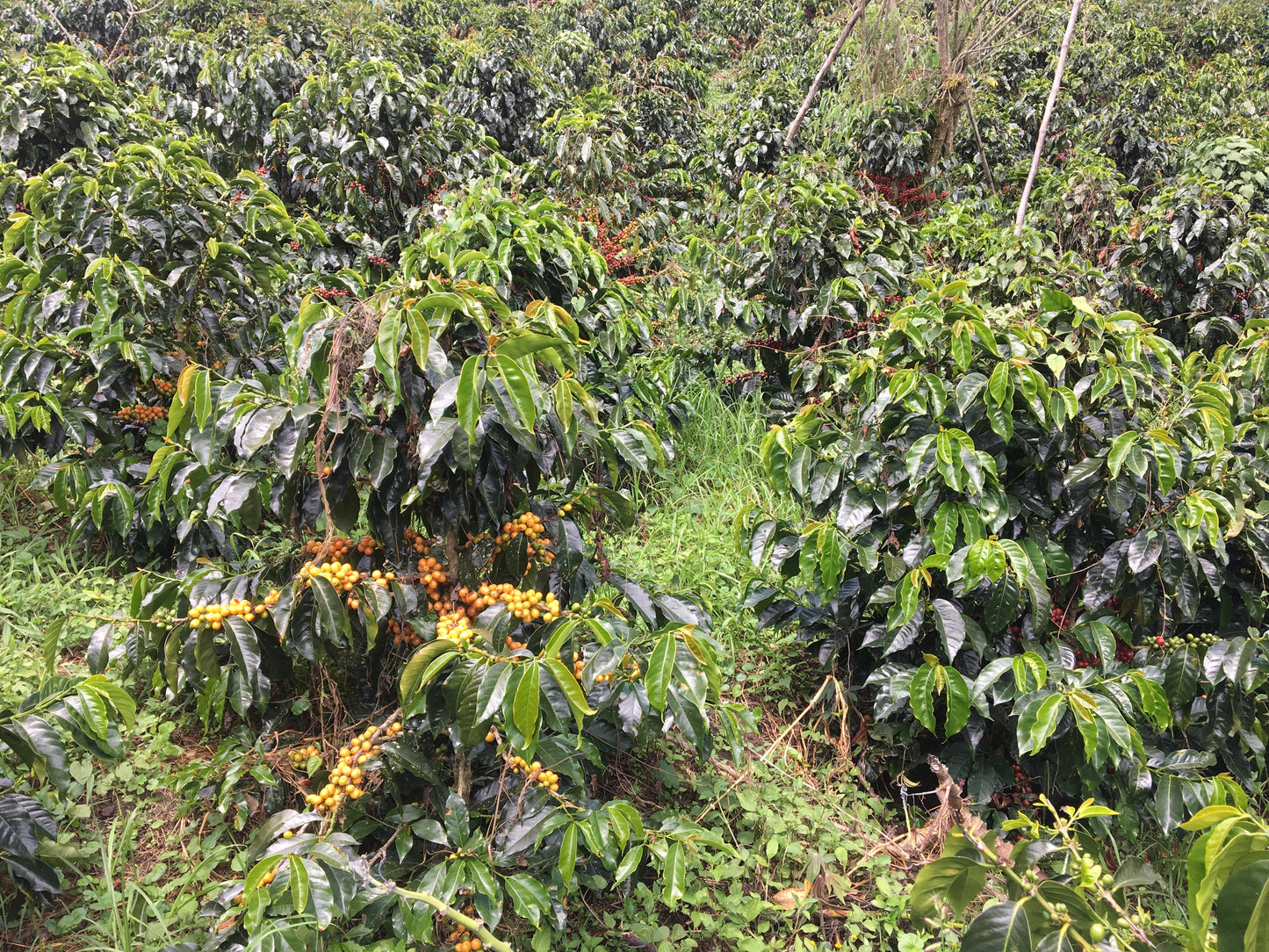 Ferme de David Chilcon au Guatemala – culture caféier
