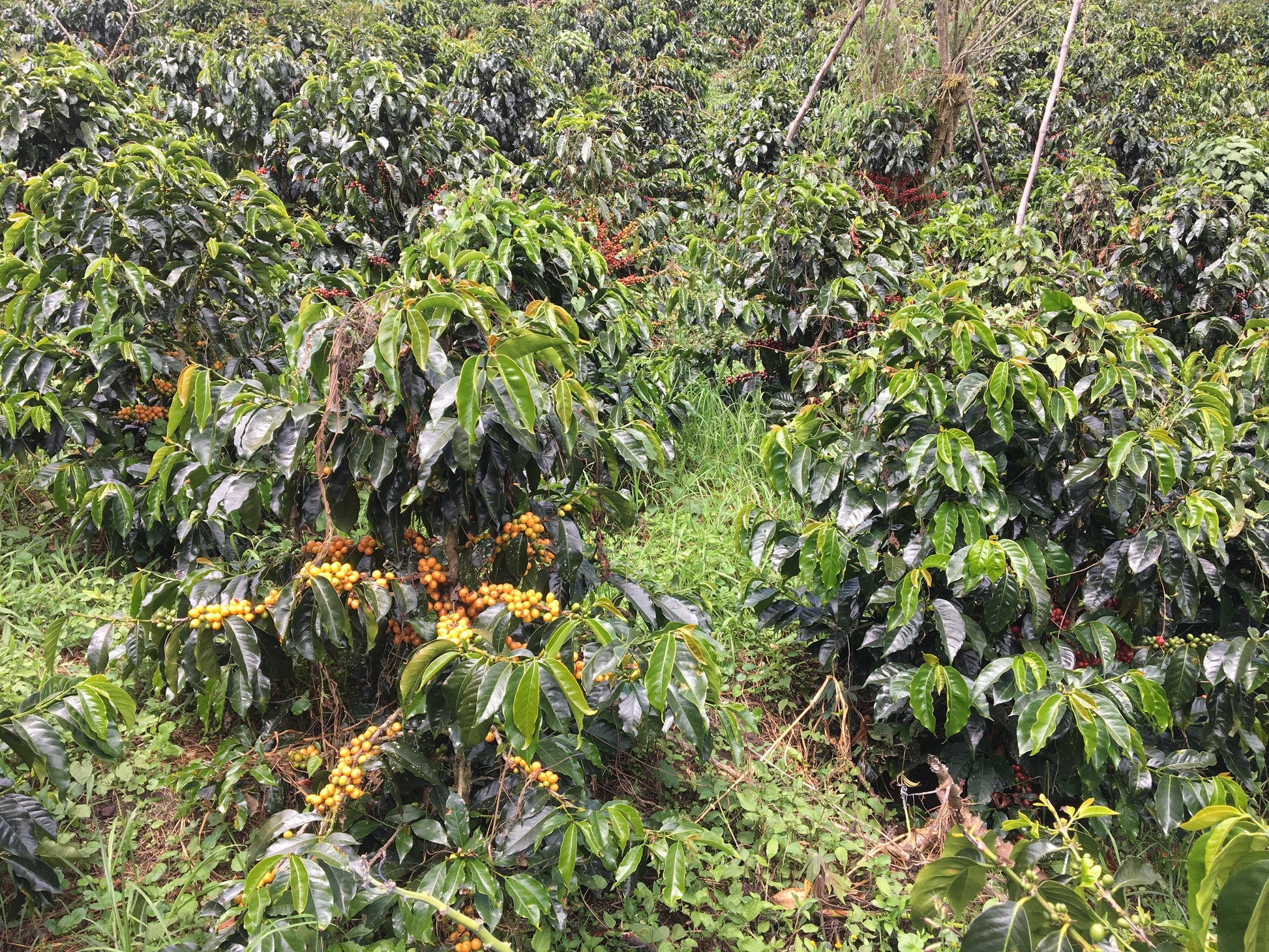 Ferme de David Chilcon au Guatemala – culture caféier