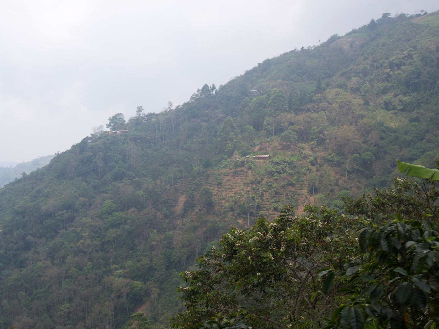 Ferme de David Chilcon au Guatemala – paysage caféier