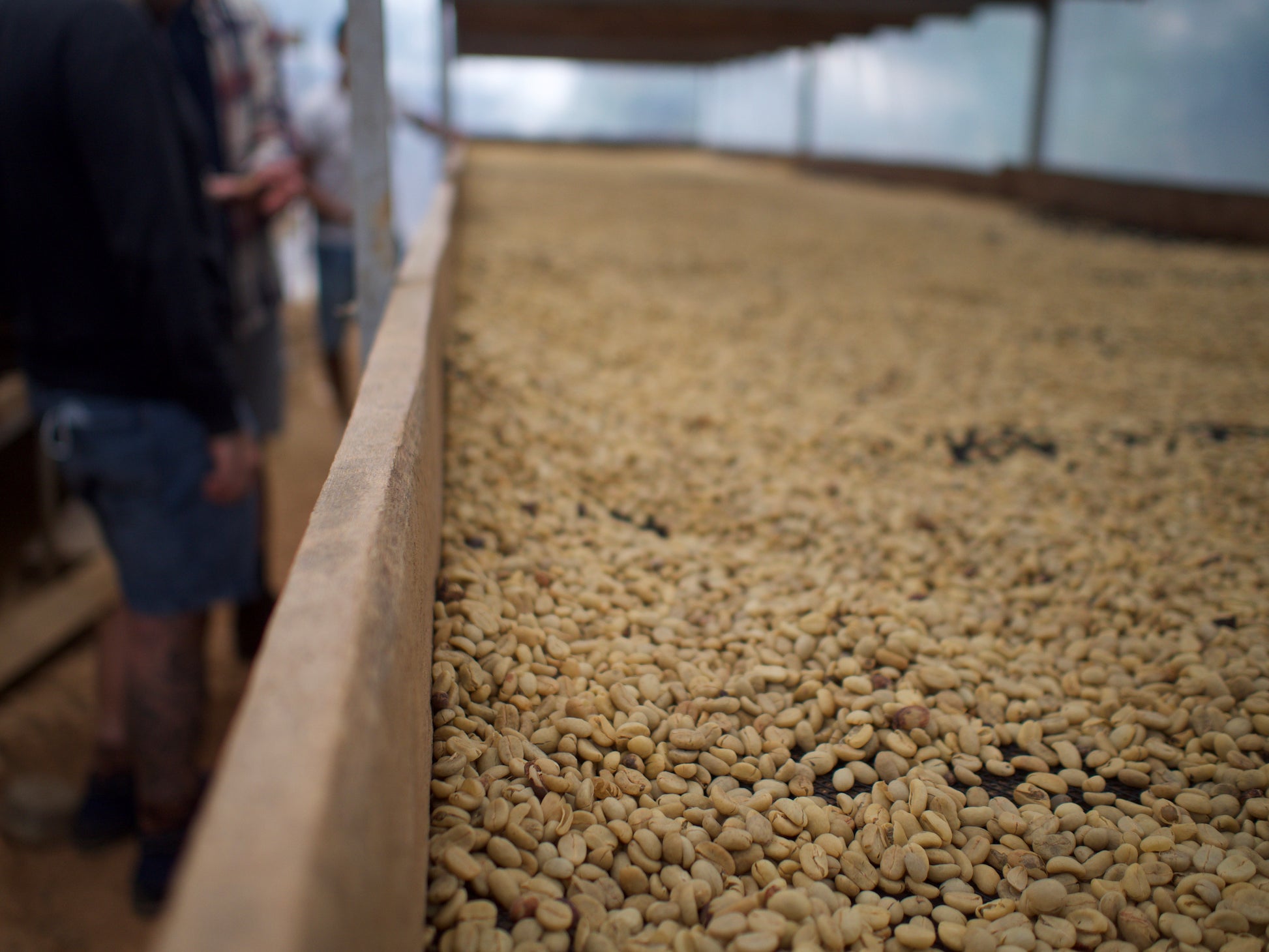 Ferme de David Chilcon au Guatemala – washed process
