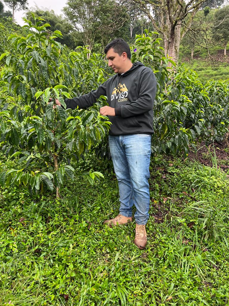 Ferme de Nestor Lasso en Colombie - Producteur et caféier de Sidra 
